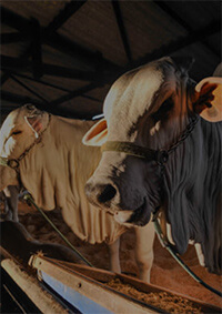 Agropartz.ro